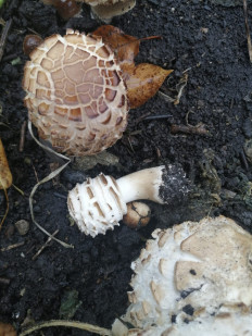 Гриб из Пачелма