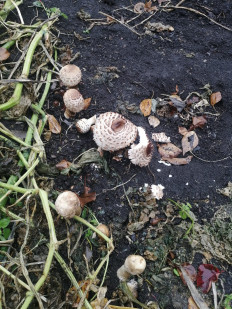 Гриб из Пачелма