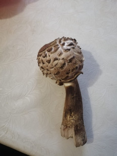 Гриб из Пачелма