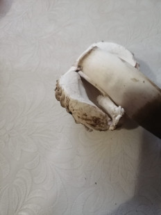 Гриб из Пачелма