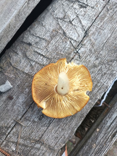 Гриб из Казахстан Костанайская область с.Щербаково Алтынсаринский район