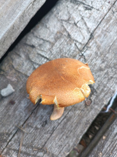 Гриб из Казахстан Костанайская область с.Щербаково Алтынсаринский район