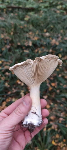 Гриб из Тула