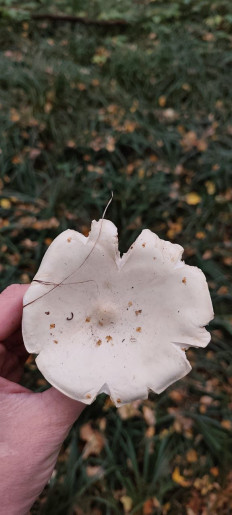 Гриб из Тула