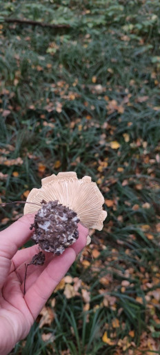 Гриб из Тула