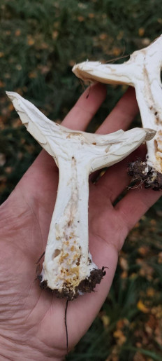 Гриб из Тула