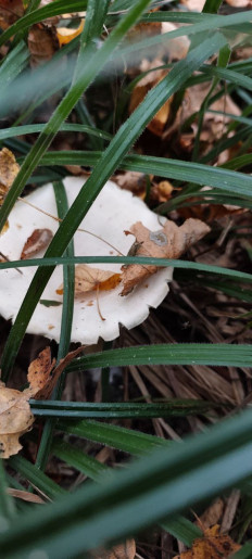 Гриб из Тула