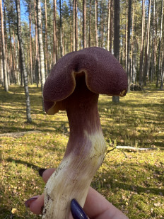 Гриб из Тула