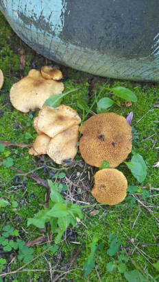 Гриб из Владивосток