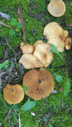 Гриб из Владивосток