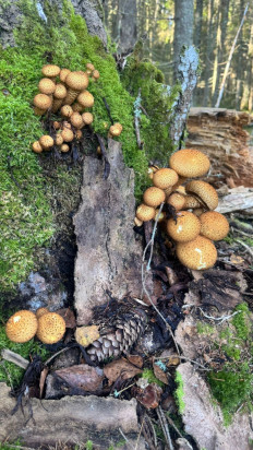 Гриб из Санкт-Петербург