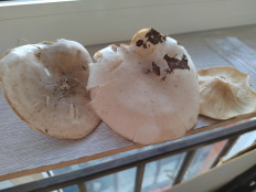 Гриб из Хабаровск