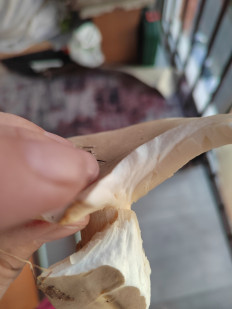 Гриб из Хабаровск