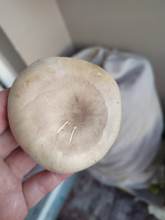 Гриб из Хабаровск