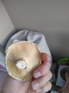 Гриб из Хабаровск