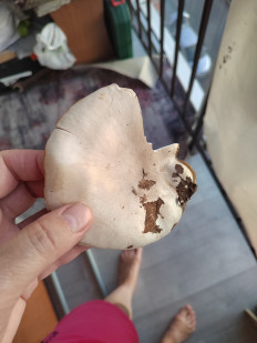 Гриб из Хабаровск