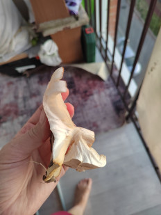 Гриб из Хабаровск