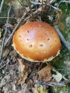 Гриб из Полтава