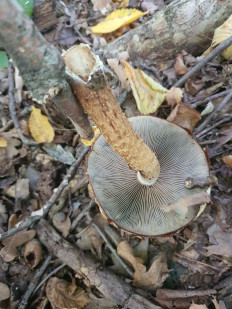 Гриб из Полтава