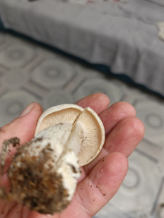 Гриб из Хабаровск