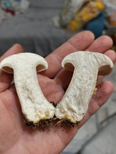 Гриб из Хабаровск