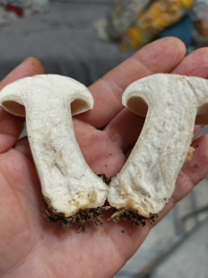 Гриб из Хабаровск