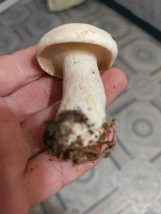 Гриб из Хабаровск