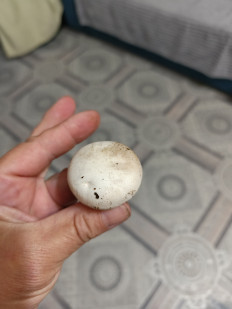 Гриб из Хабаровск