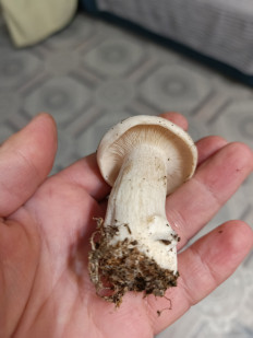 Гриб из Хабаровск