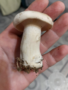 Гриб из Хабаровск