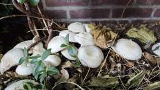 Гриб из Амстердам