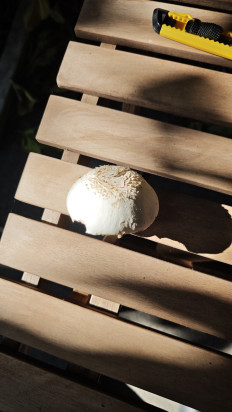 Гриб из Амстердам