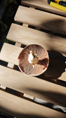 Гриб из Амстердам