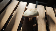 Гриб из Амстердам