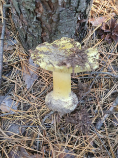 Гриб из Полтава