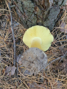 Гриб из Полтава