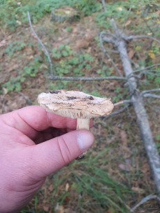 Гриб из Полтава