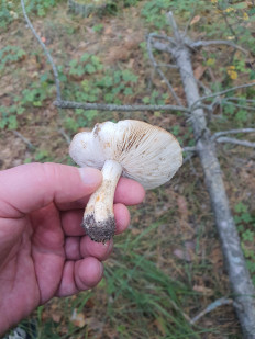 Гриб из Полтава