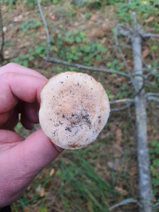 Гриб из Полтава