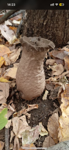 Гриб из Стерлитамак