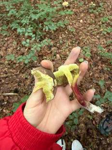 Гриб из Darmstadt