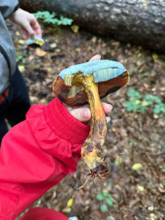 Гриб из Darmstadt