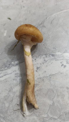 Гриб из Павлово Нижегородская обл.