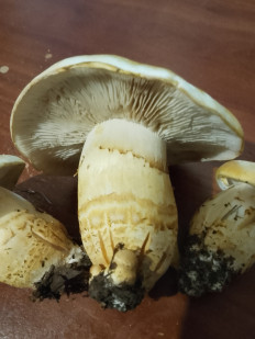 Гриб из Владимир