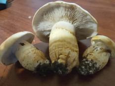 Гриб из Владимир