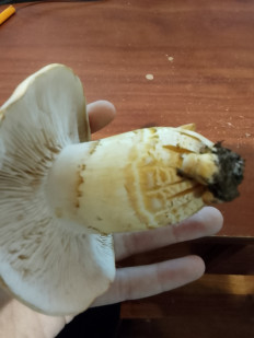 Гриб из Владимир