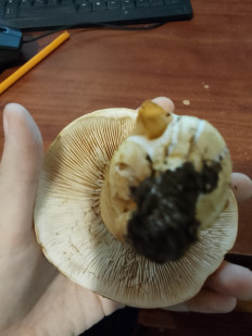 Гриб из Владимир