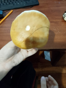 Гриб из Владимир