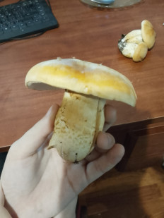 Гриб из Владимир