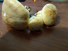 Гриб из Владимир